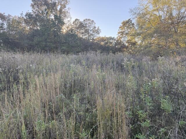 0 Mitchner Road Dearing, GA 30808 - Photo 8 of 11 IMG_3150 Medium