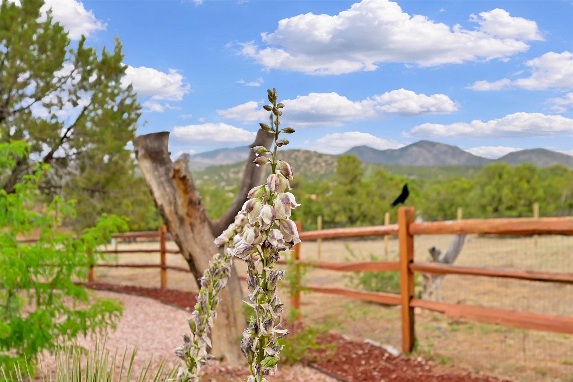 14 Verano Loop Santa Fe, NM 87508 - Photo 46 of 53 Backyard