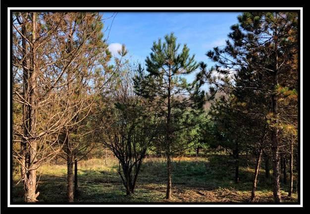 9349 Ridgeview Road Chandlersville, OH 43727 - Photo 23 of 32