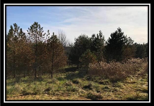 9349 Ridgeview Road Chandlersville, OH 43727 - Photo 4 of 32