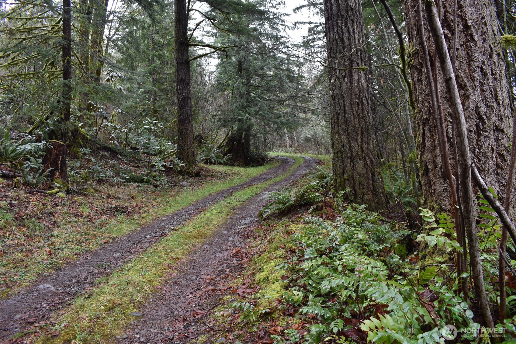 15327 May Creek Road Gold Bar, WA 98251 - Photo 23 of 35 a view of a yard with large trees