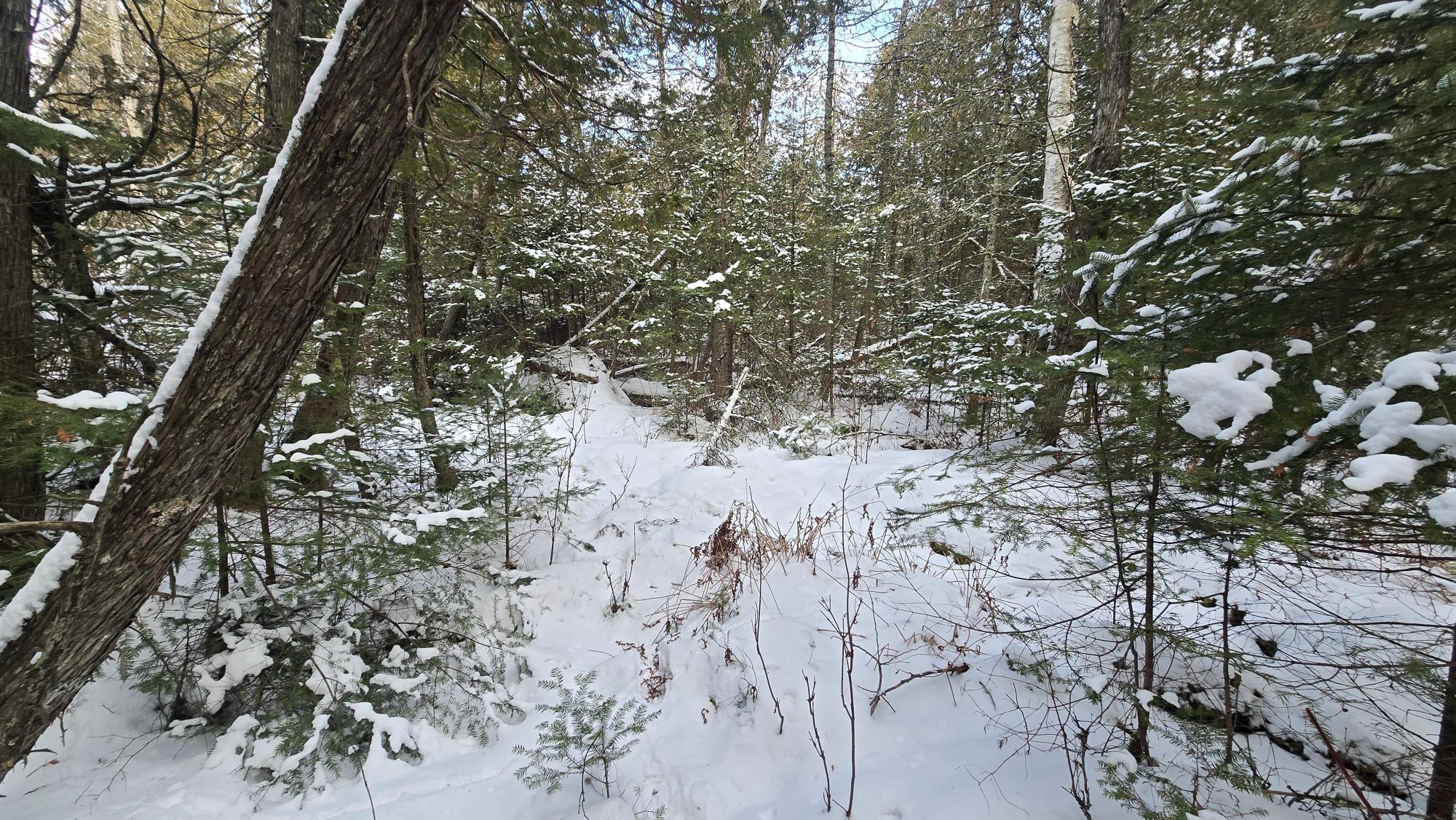 Near Lowells Road Deerbrook, WI 54424 - Photo 17 of 19 Gallery Image 17