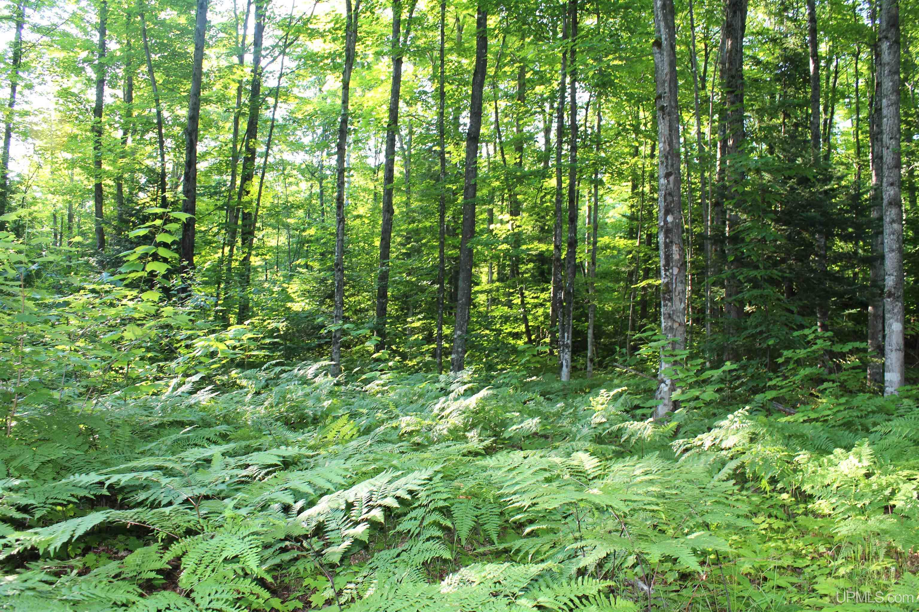 On Alder Cr Road Marquette, MI 49855 - Photo 8 of 20