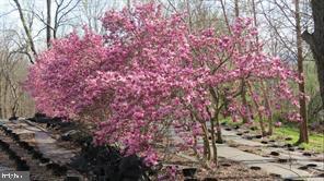 365 Tiger Valley Road Washington, VA 22747 - Photo 40 of 53 Early spring blossoming trees