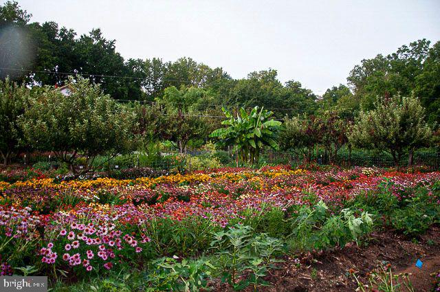 365 Tiger Valley Road Washington, VA 22747 - Photo 45 of 53 Field of flowers