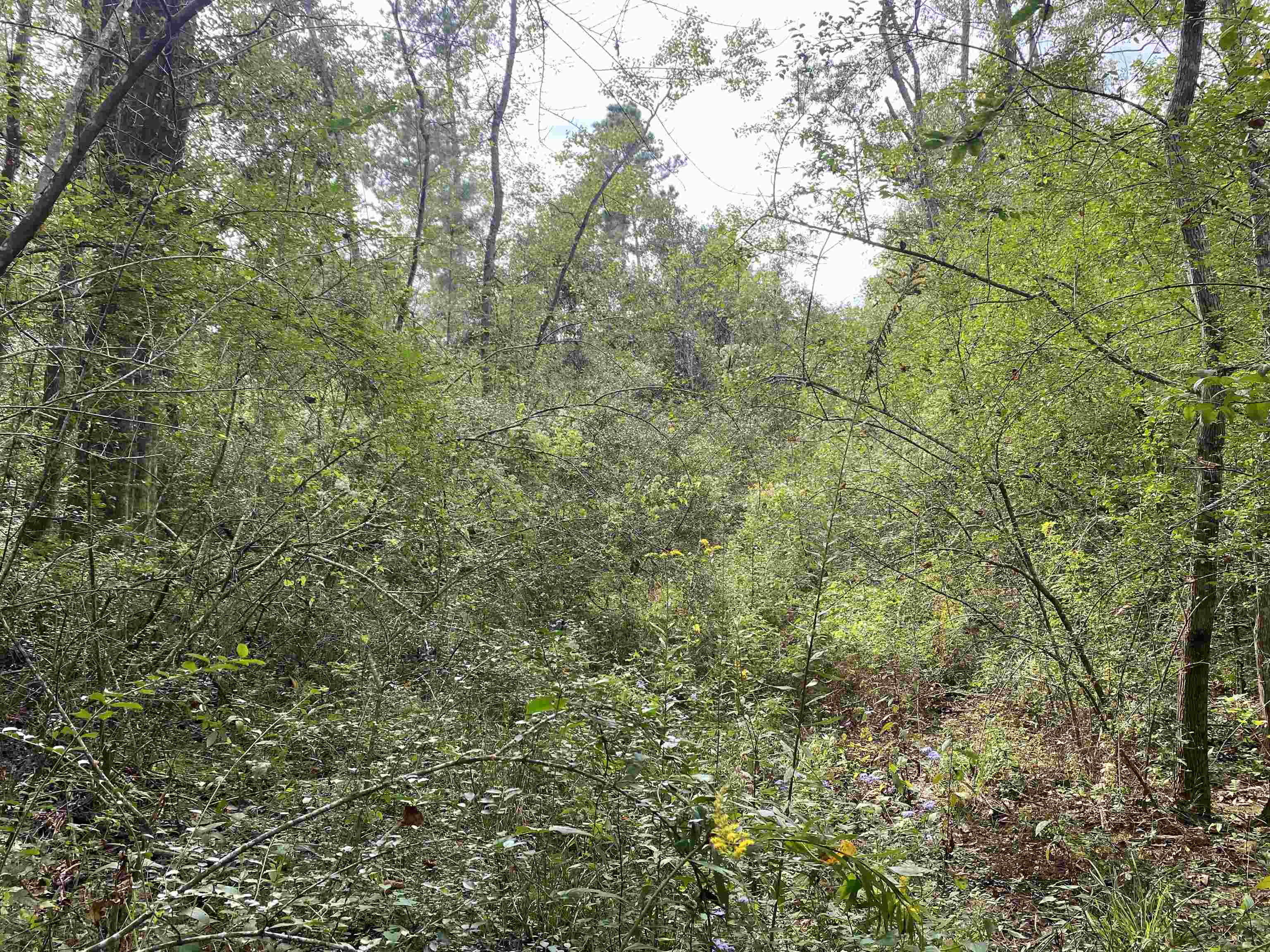 0 Dawson Road Loxley, AL 36551 - Photo 4 of 9