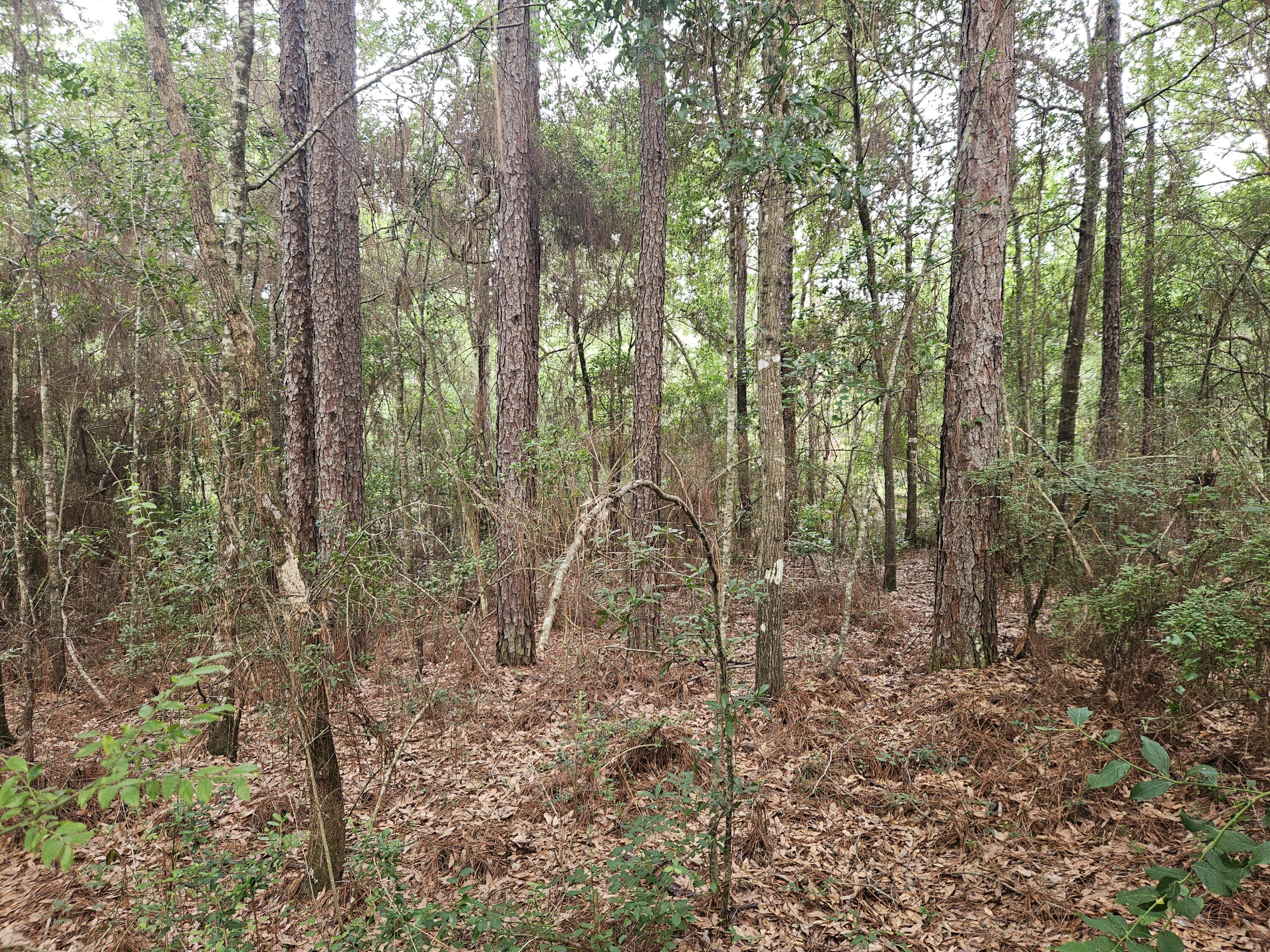 1.12-acres Possum Ridge Road Crestview, FL 32539 - Photo 3 of 8 20260609_082948