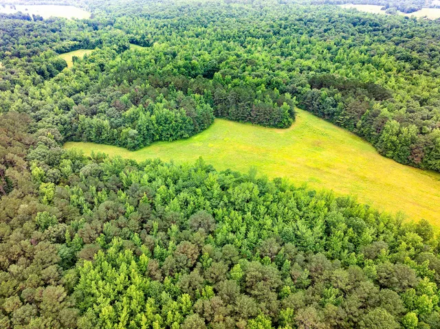 a view of yard with large trees