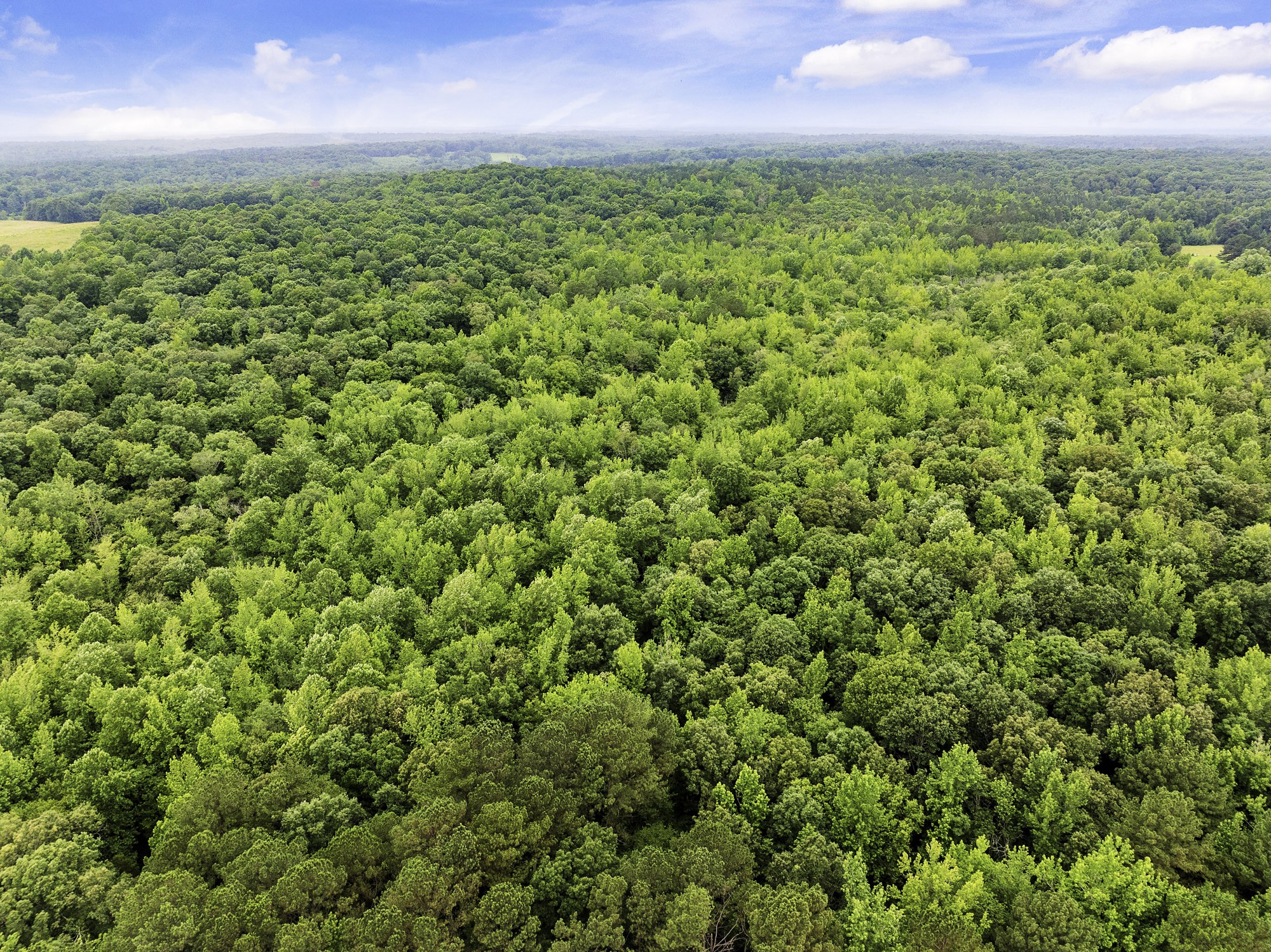 1303 Pugh Road Holladay, TN 38341 - Photo 16 of 32 a view of a big yard with plants and large trees