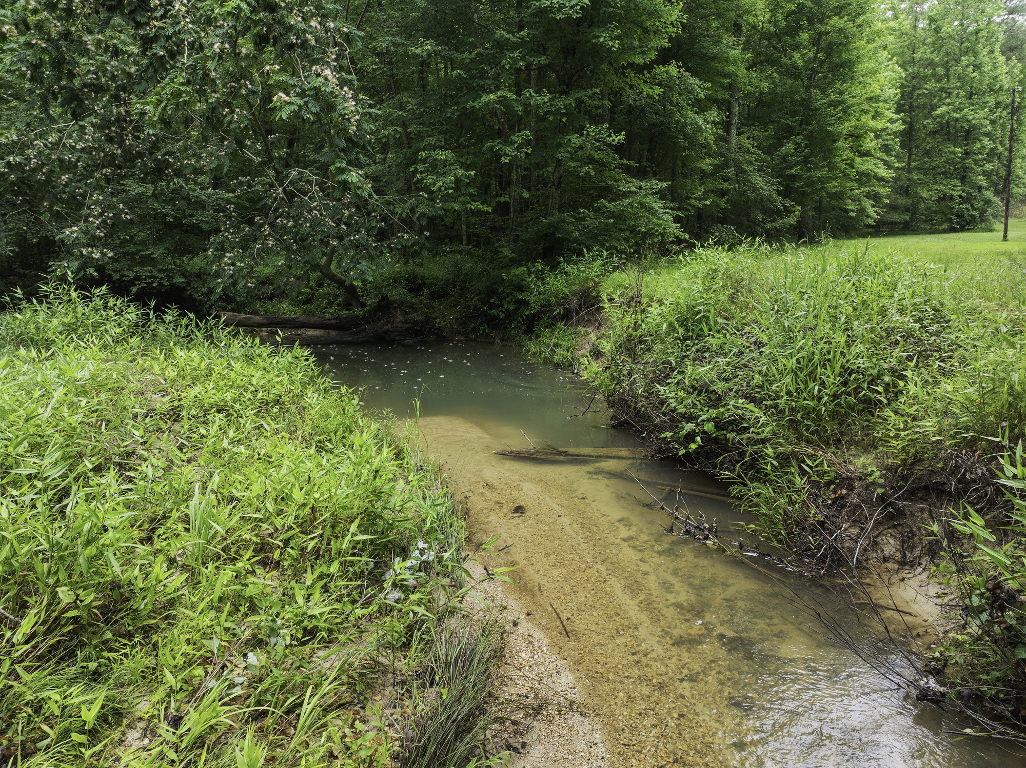 1303 Pugh Road Holladay, TN 38341 - Photo 17 of 32 a view of a yard with plants and a small yard