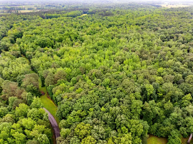 a view of a large yard with plants and large trees