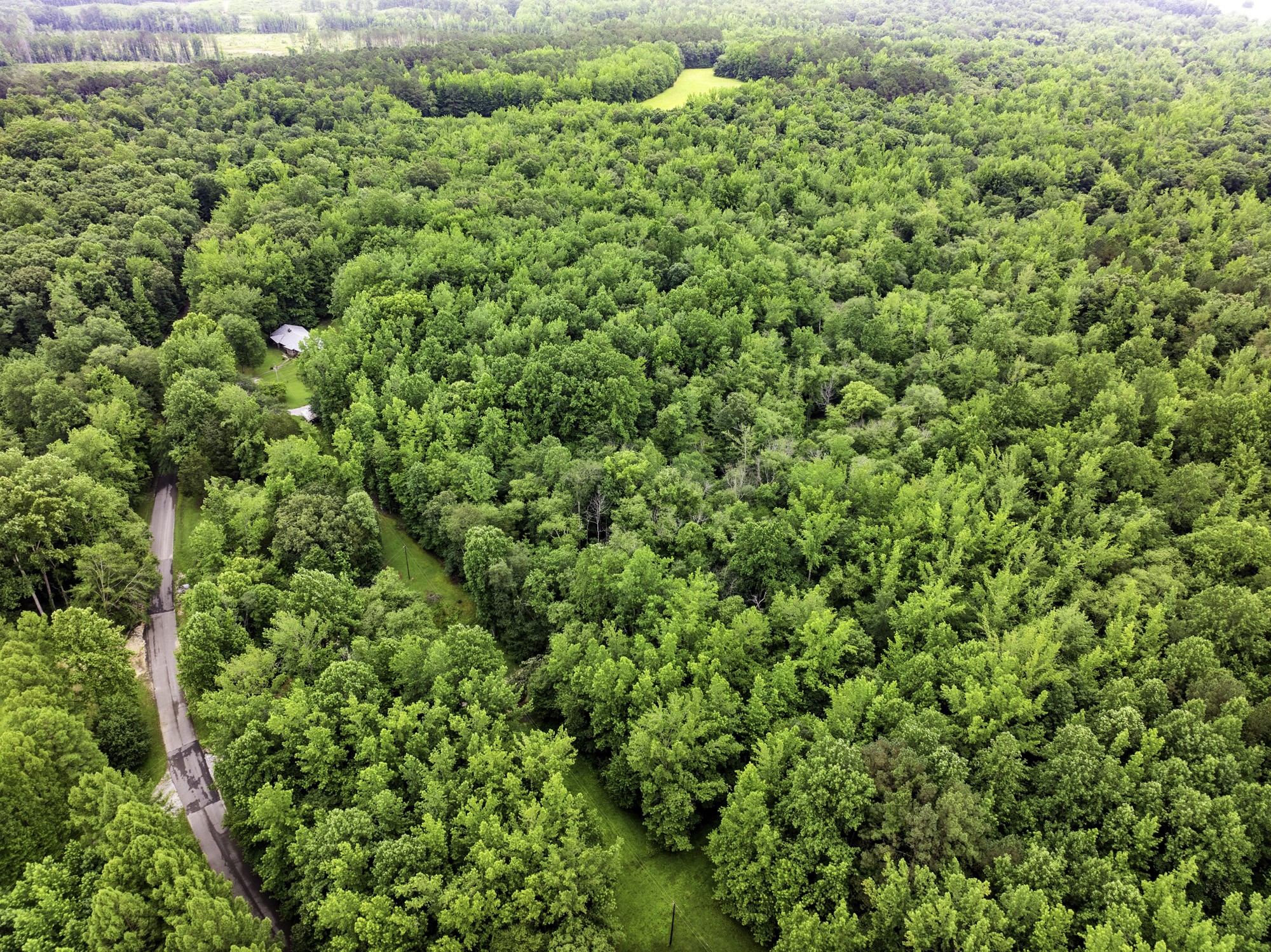 1303 Pugh Road Holladay, TN 38341 - Photo 20 of 32 a view of a large yard with plants and large trees
