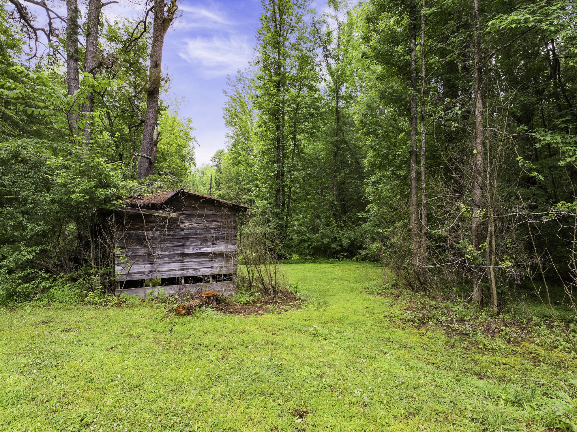 1303 Pugh Road Holladay, TN 38341 - Photo 24 of 32 a view of a backyard with plants and large trees
