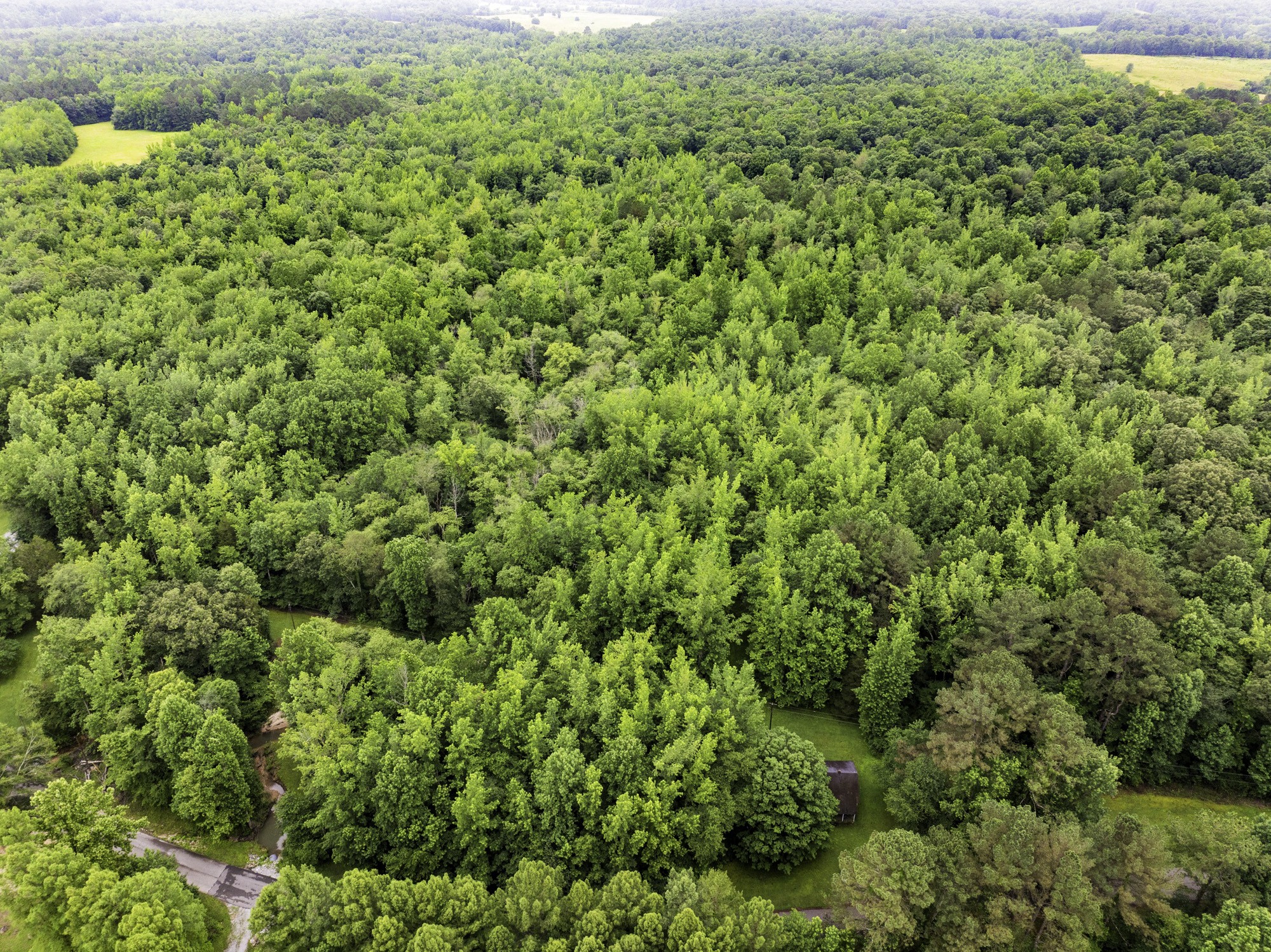 1303 Pugh Road Holladay, TN 38341 - Photo 28 of 32 a view of a large yard with lots of green space