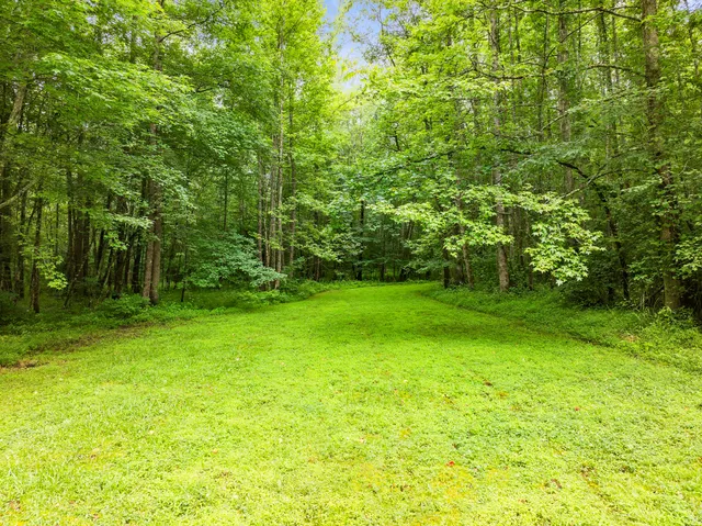 a view of a large yard with plants and large trees