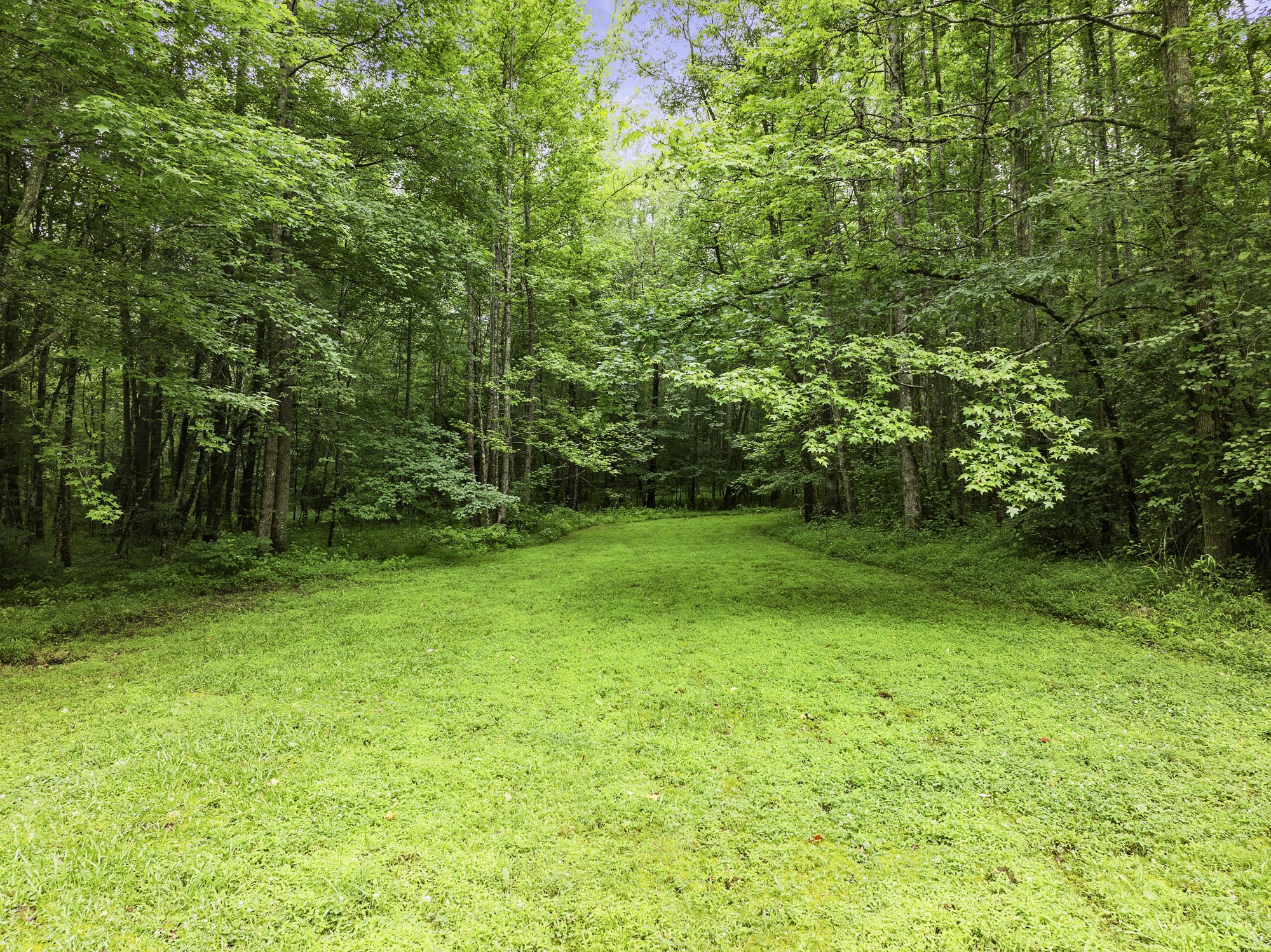 1303 Pugh Road Holladay, TN 38341 - Photo 30 of 32 a view of yard with green space