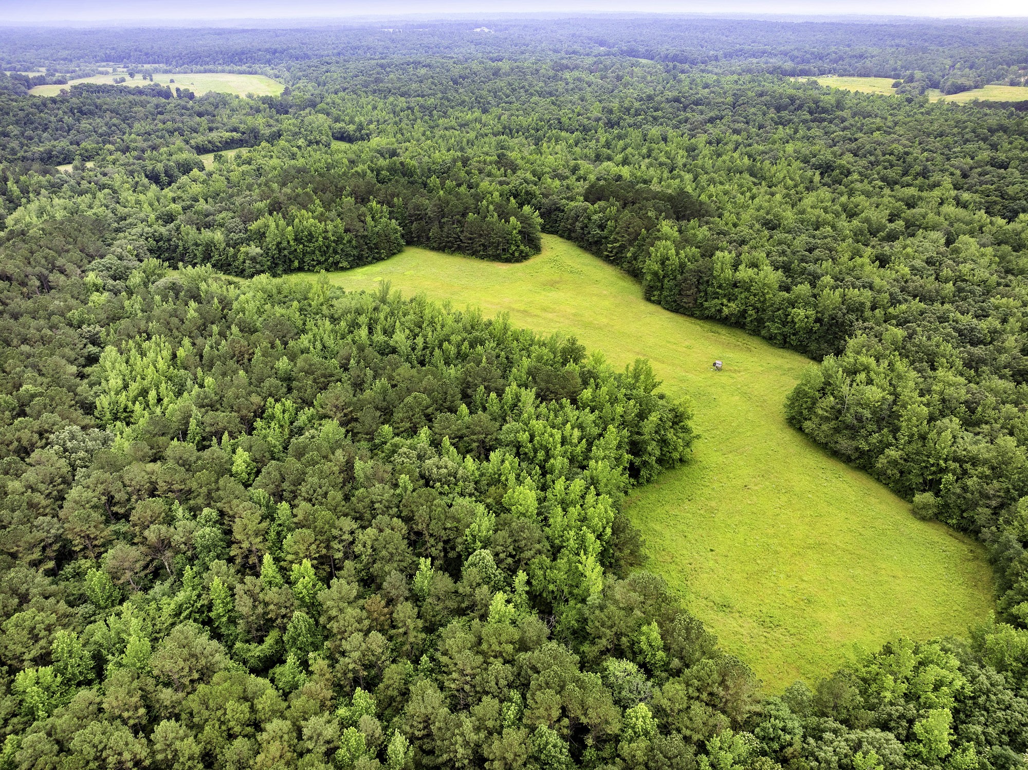1303 Pugh Road Holladay, TN 38341 - Photo 3 of 32 a view of a large yard with lots of green space