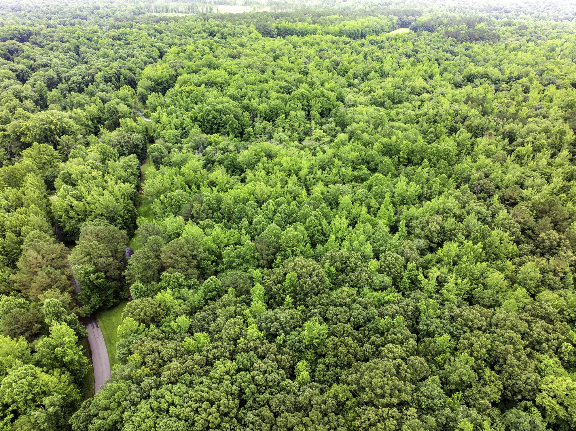 1303 Pugh Road Holladay, TN 38341 - Photo 32 of 32 a view of a large yard with plants and large trees