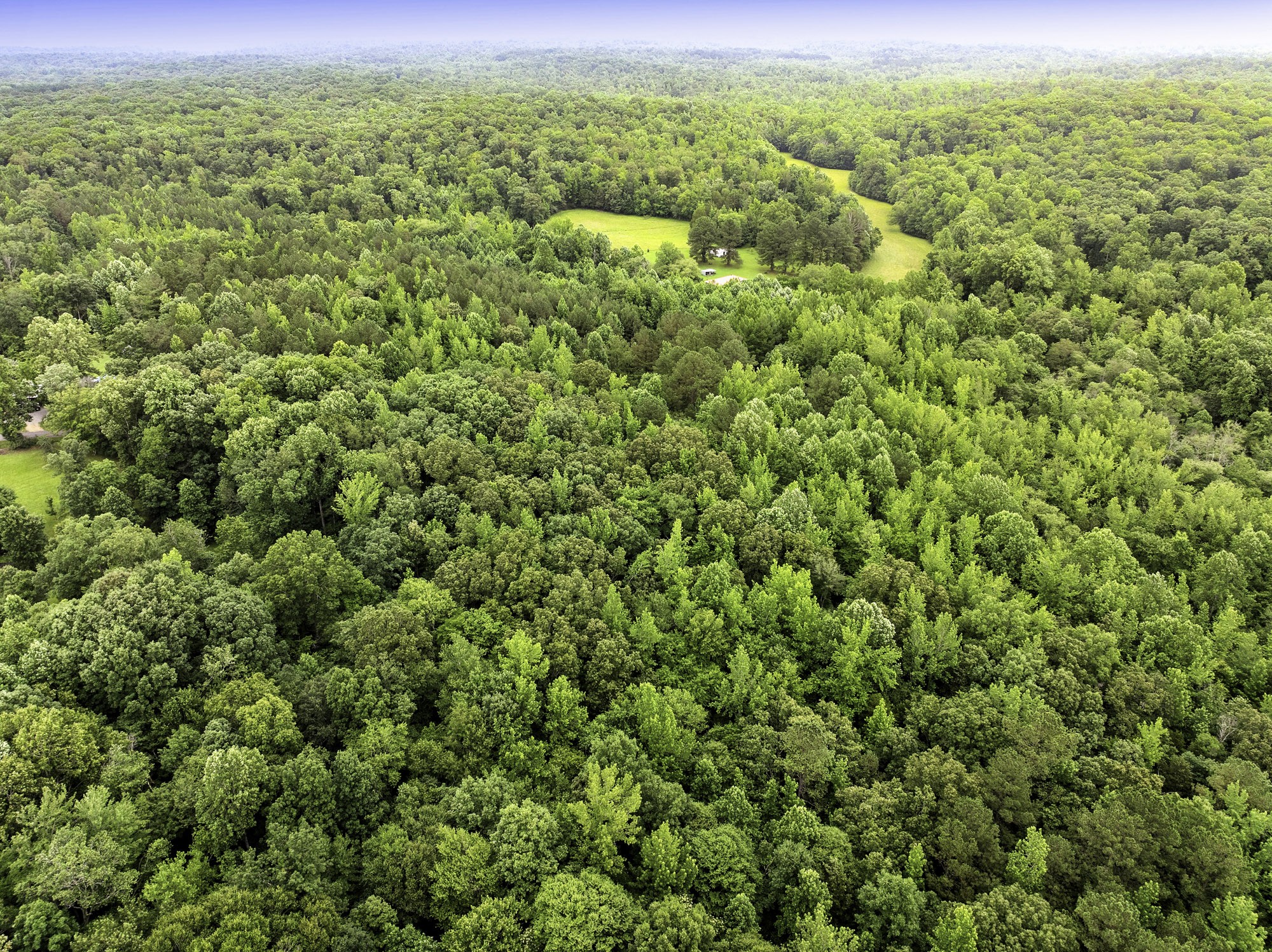 1303 Pugh Road Holladay, TN 38341 - Photo 4 of 32 a view of a large yard with lots of green space and mountain view