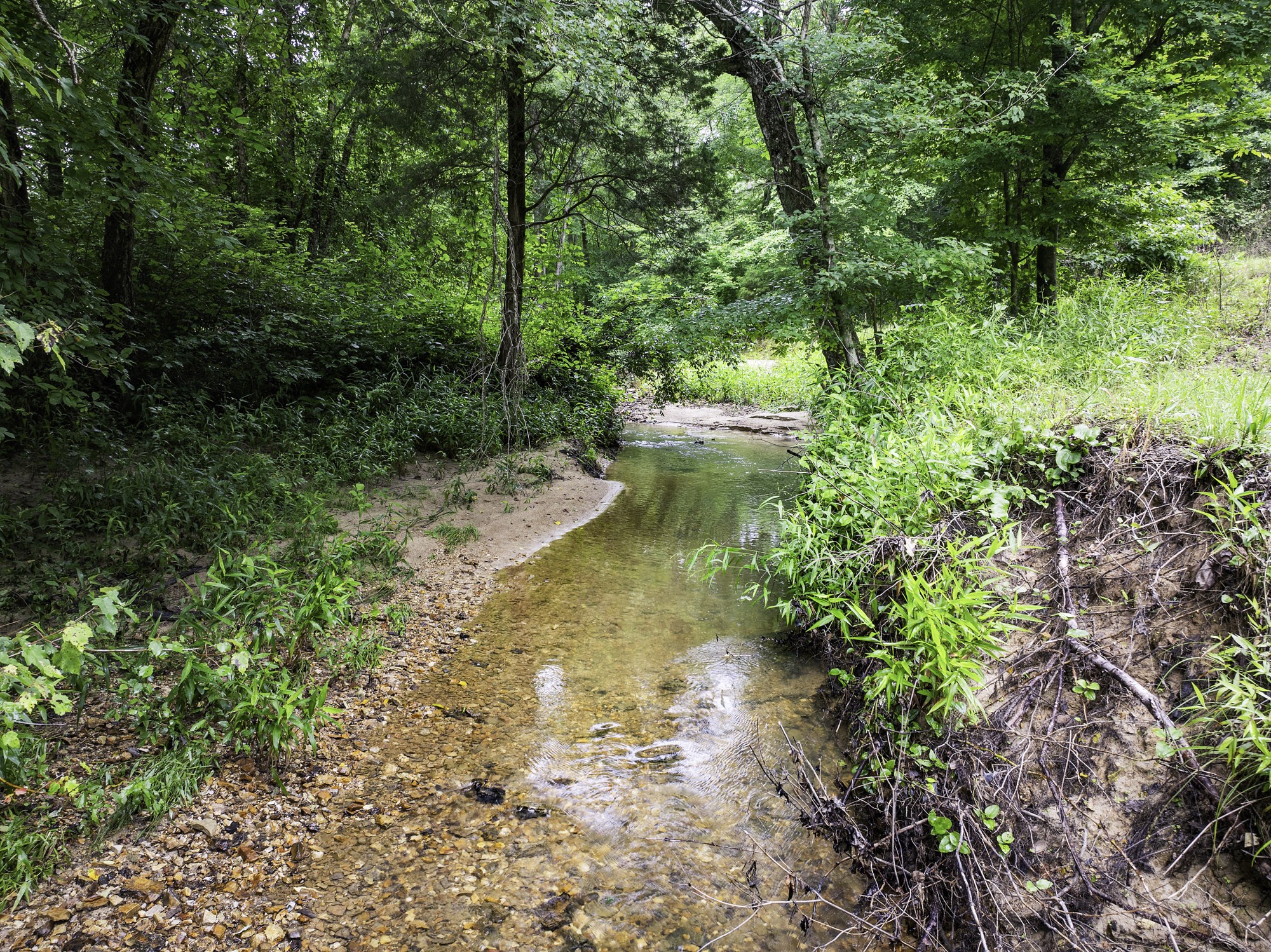 1303 Pugh Road Holladay, TN 38341 - Photo 5 of 32 a view of a lake with large trees