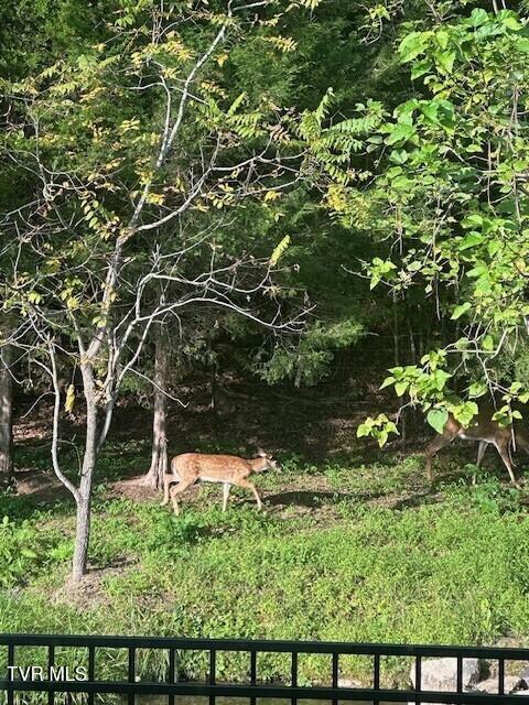 375 Middle Creek Road Afton, TN 37616 - Photo 110 of 119 Deer 01