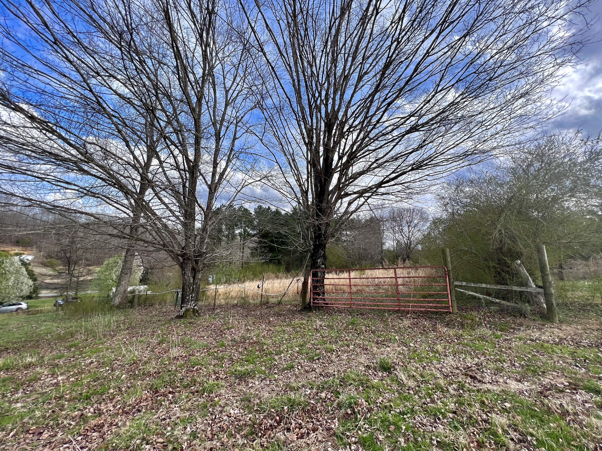 693 Littrell Road Loretto, TN 38469 - Photo 18 of 57 a view of a yard with a tree