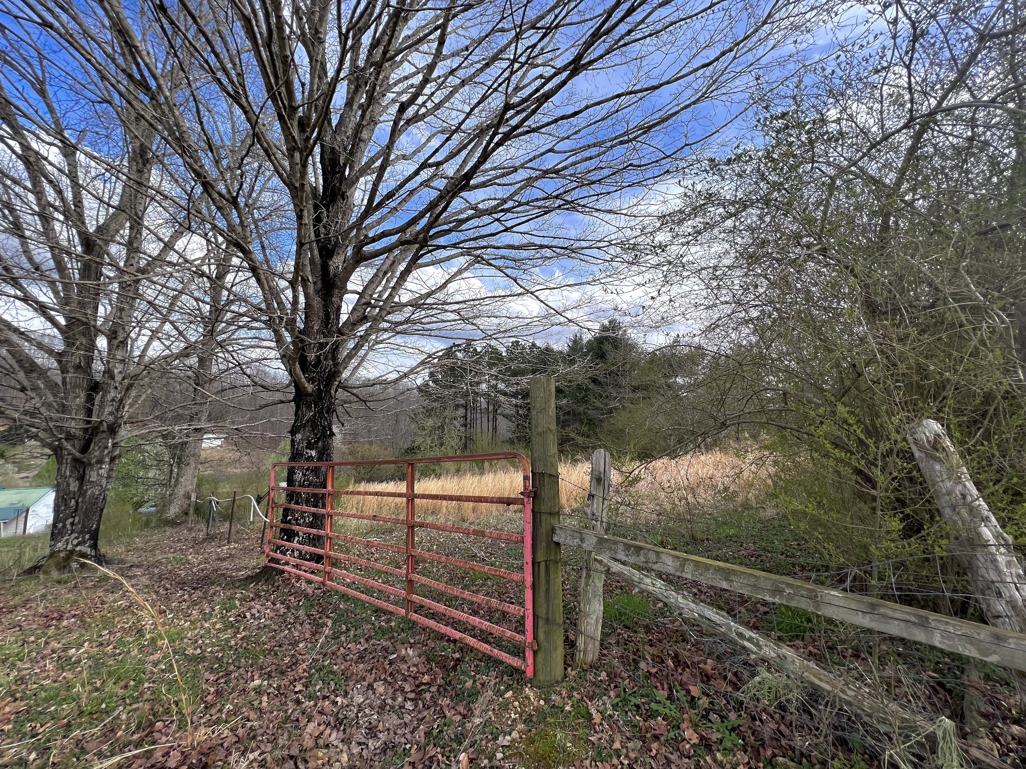 693 Littrell Road Loretto, TN 38469 - Photo 19 of 57 a view of a yard with wooden fence