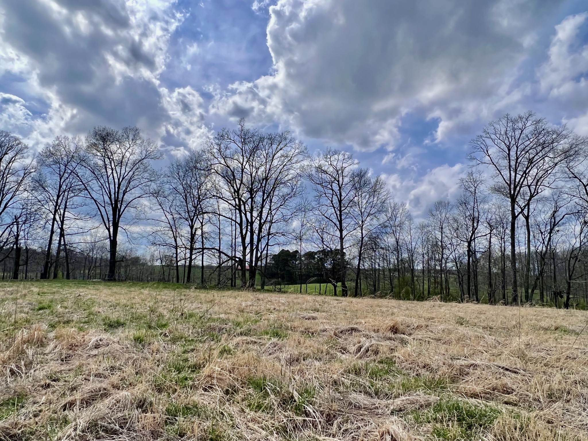 693 Littrell Road Loretto, TN 38469 - Photo 30 of 57 a view of a yard with a house in the background