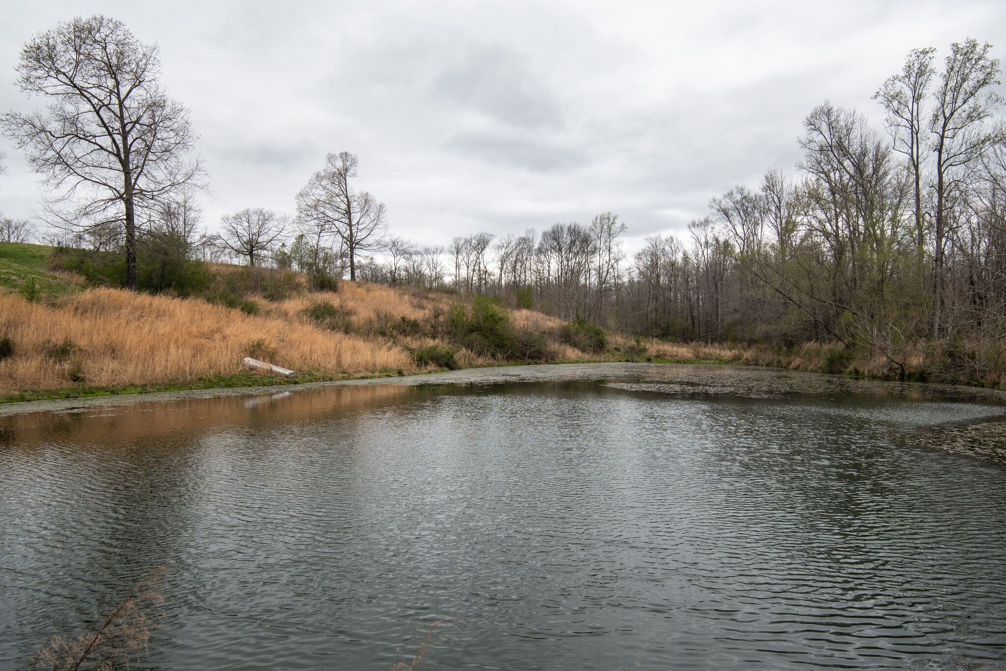 693 Littrell Road Loretto, TN 38469 - Photo 50 of 57 a view of a lake with houses