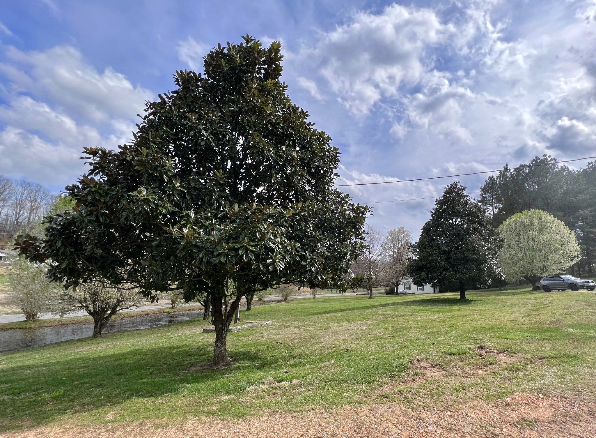 693 Littrell Road Loretto, TN 38469 - Photo 9 of 57 a view of garden with trees
