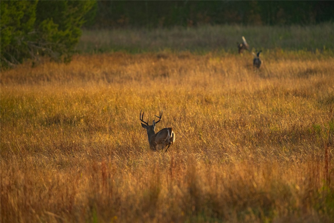 518 Curly H Ranch Road Dripping Springs, TX 78620 - Photo 20 of 40 a bathroom with a shower