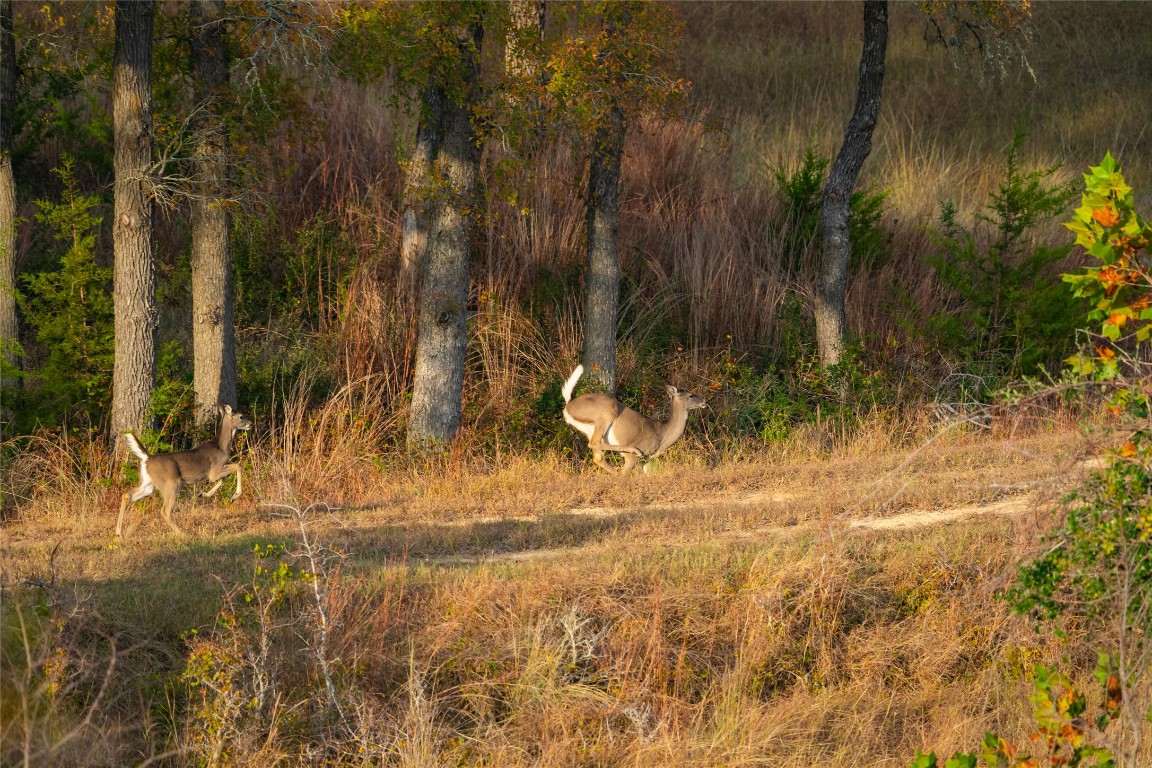 518 Curly H Ranch Road Dripping Springs, TX 78620 - Photo 25 of 40 a view of yard