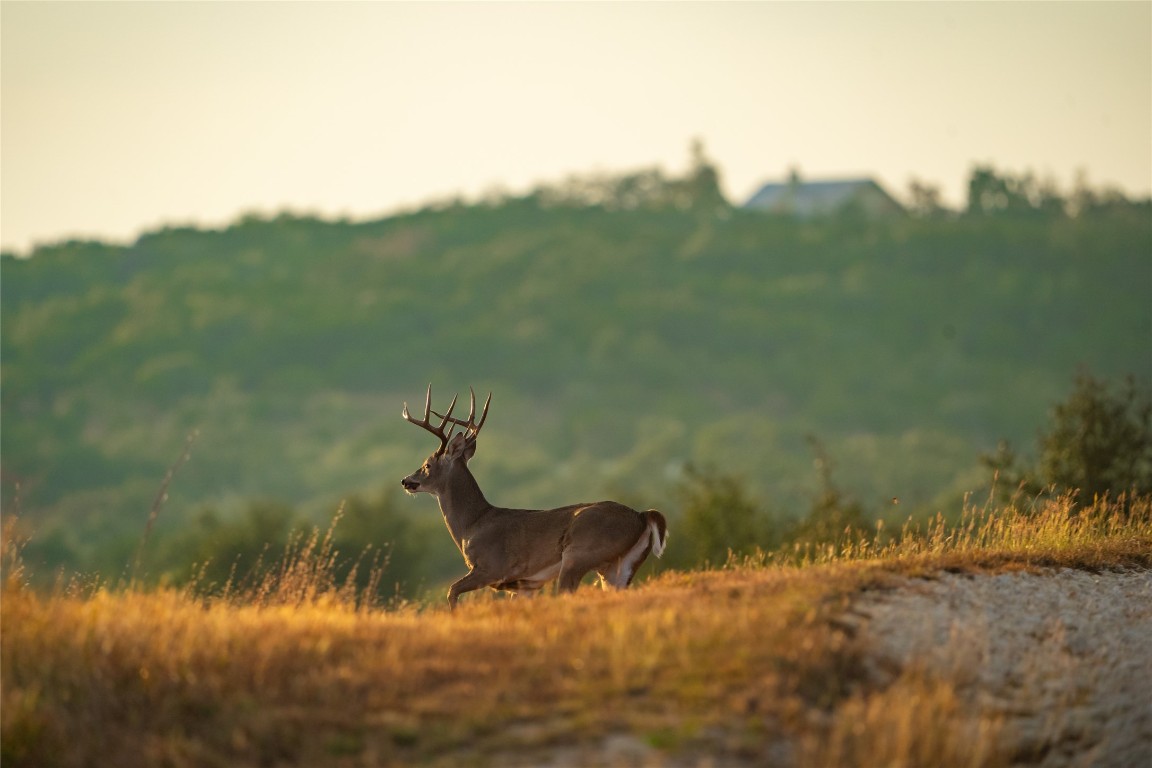 518 Curly H Ranch Road Dripping Springs, TX 78620 - Photo 3 of 40 a view of a lake
