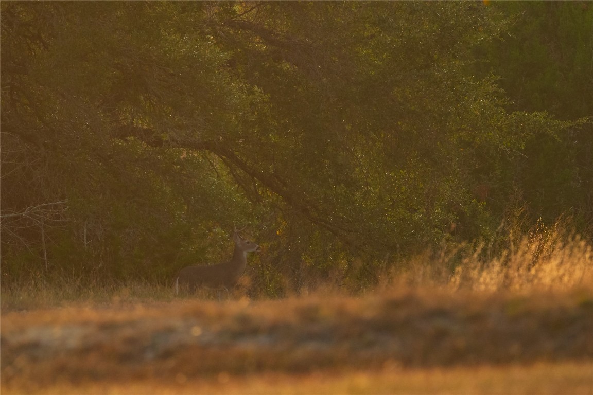 518 Curly H Ranch Road Dripping Springs, TX 78620 - Photo 32 of 40