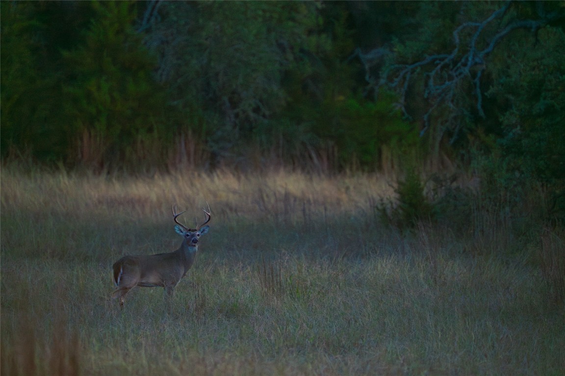 518 Curly H Ranch Road Dripping Springs, TX 78620 - Photo 37 of 40 a view of outdoor space and yard