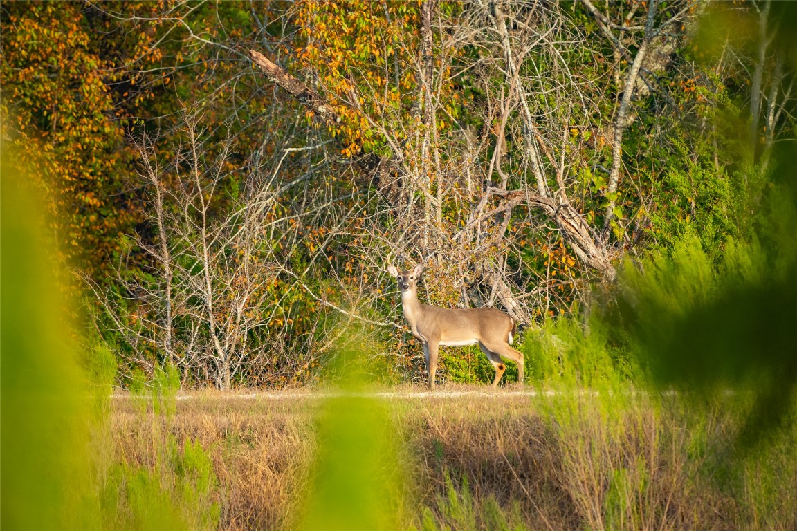 518 Curly H Ranch Road Dripping Springs, TX 78620 - Photo 10 of 40 a view of yard with swimming pool