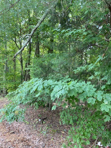 0 New Hope Road Manchester, TN 37355 - Photo 4 of 4 a view of a lush green forest