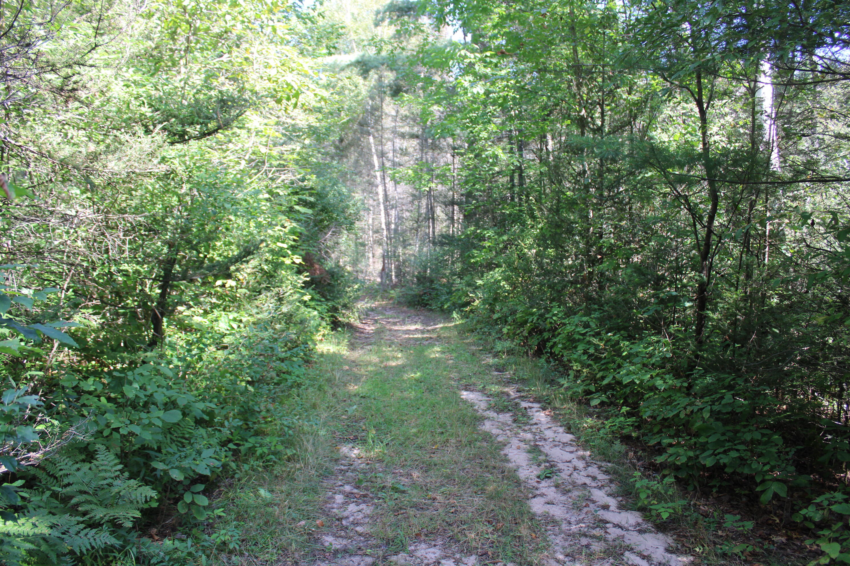 6720 Welch Road Curran, MI 48728 - Photo 126 of 155 IMG_6219