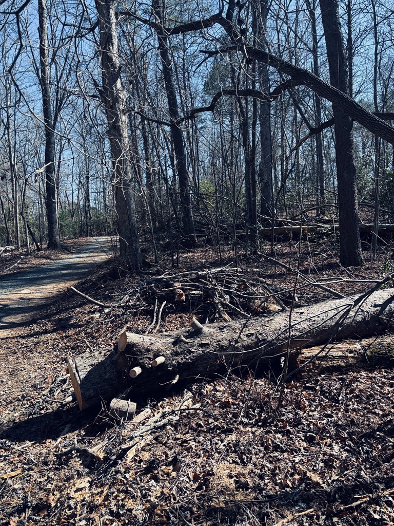 74 Bice Lane Blue Ridge, GA 30513 - Photo 8 of 9 a view of a park with large trees