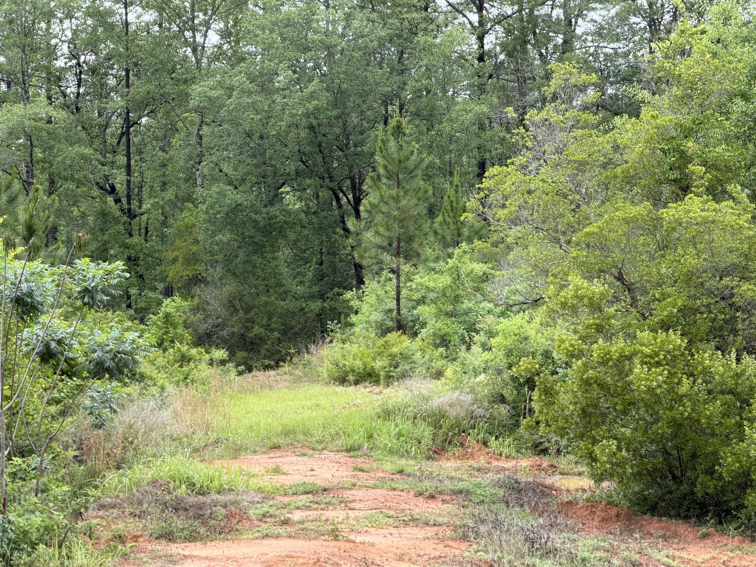 Tbd Tbd Fl-4 Baker, FL 32531 - Photo 1 of 1 a view of a yard with plants and large trees