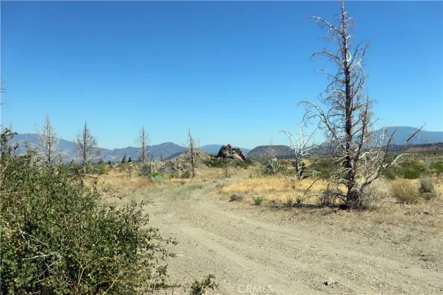 a view of a dry yard with trees