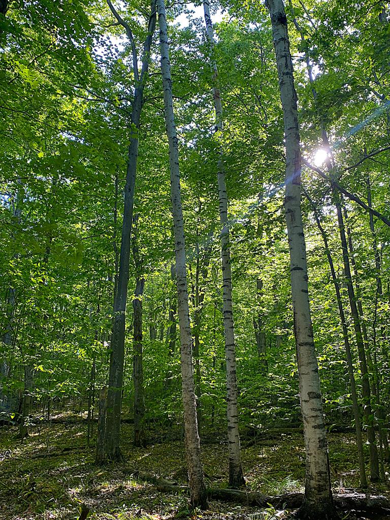 Tbd Garrett Bay Road Ellison Bay, WI 54210 - Photo 3 of 16