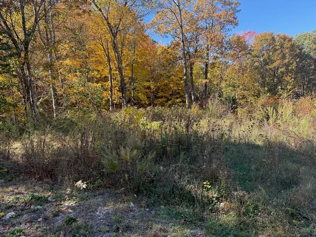 a view of a forest with trees in the background