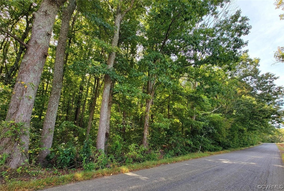 a view of a road with plants and trees
