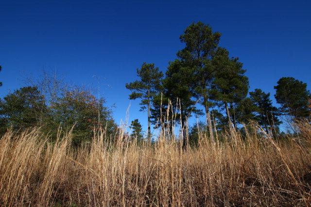 Lot 10 Burkelo Road Wagener, SC 29164 - Photo 8 of 18