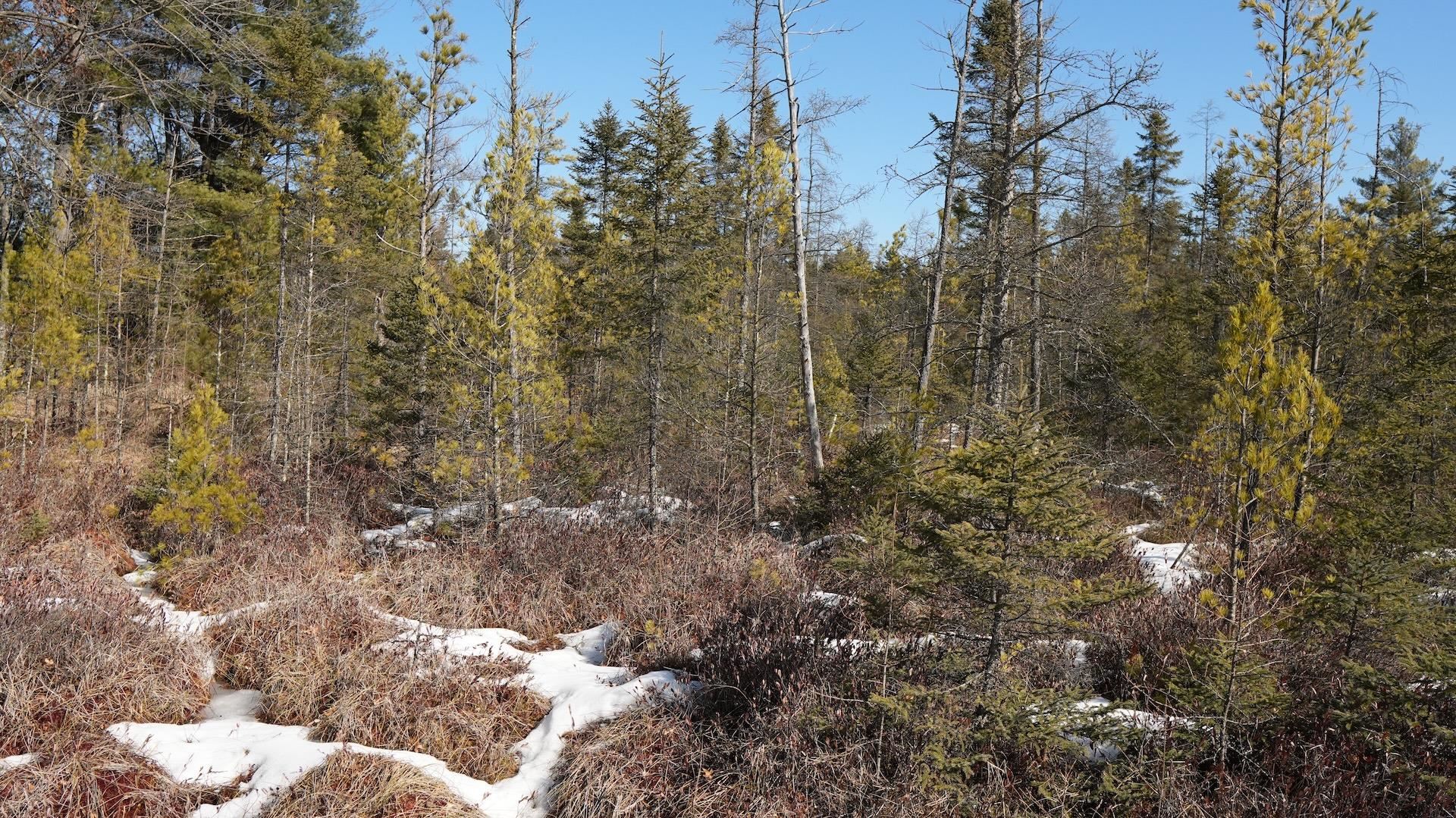 80-ac King Lane Rosholt, WI 54473 - Photo 17 of 25