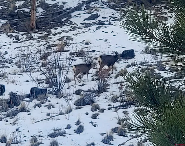 a view of a yard with plants and trees