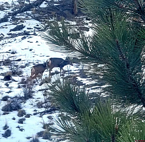 a view of a dry yard