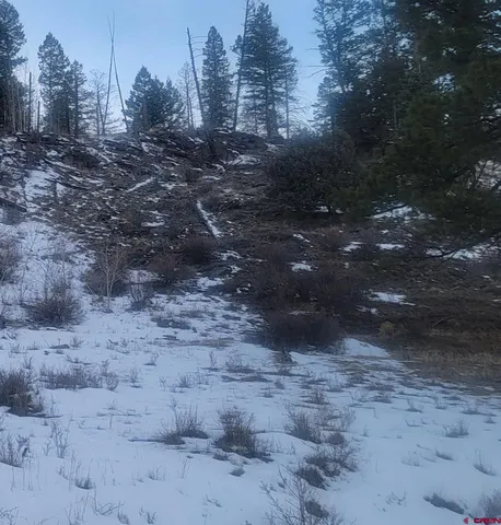 a view of a forest filled with trees