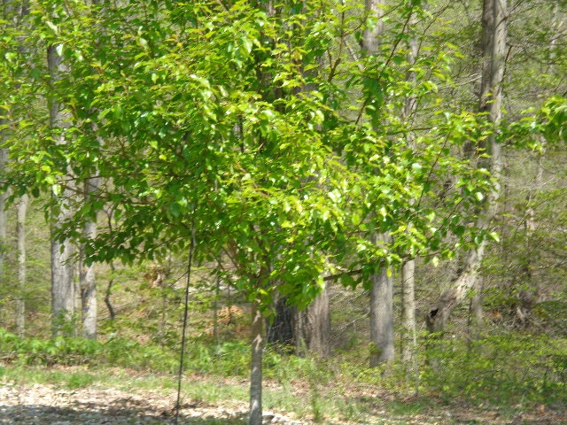 3699 East Gallimore Road Bloomfield, IN 47424 - Photo 27 of 35